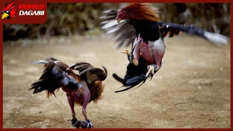 Trang Chủ 28 Đá gà cựa sắt mang đến trải nghiệm mãn nhãn từng phút giây