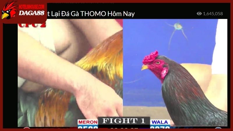 Trang Chủ 25 Đá gà trực tiếp 88 đem đến vô vàn trận chiến kịch tính