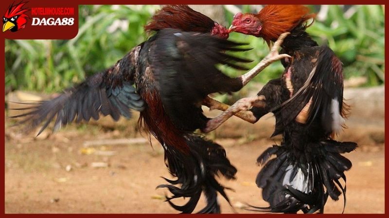 Trang Chủ 27 Đá gà trực tiếp 88 quy tụ cộng đồng người xem lớn mạnh