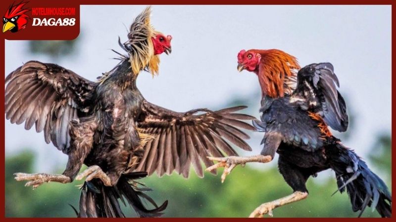 Trang Chủ 30 Giải mã những câu hỏi thường gặp về đá gà trực tiếp 88