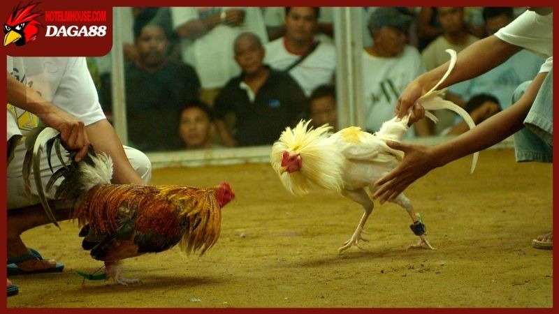 Trang Chủ 29 Tìm hiểu lịch phát sóng để chọn được trận đá gà trực tiếp ưng ý