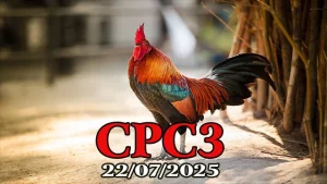 Phát Lại Đá Gà Thomo Hôm Nay C3 Ngày 22/07/2025