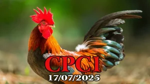Đá Gà Trực Tiếp Thomo Hôm Nay C1 Ngày 17/07/2025 - ĐÁ GÀ 88 Phát Lại Tại Casino 67