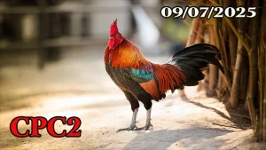 Tổng Hợp Clip Đá Gà Trực Tiếp Hôm Nay C2 Ngày 09/07/2025