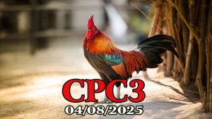 Clip Phát Lại Đá Gà C3 Thomo Mới Nhất Ngày 04/08/2025