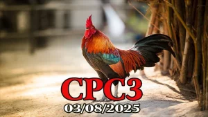 Full Clip Đá Gà Thomo C3 Phát Lại Ngày 03/08/2025