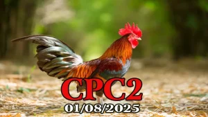 Full Clip đá gà Thomo C2 hôm nay ngày 01/08/2025