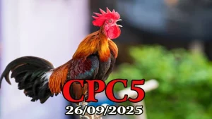 Clip phát lại đá gà Thomo c5 hôm nay 26/09/2025
