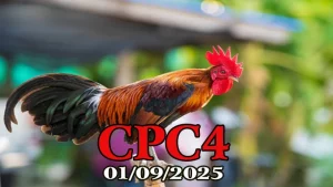 Xem Phát Lại Đá Gà C4 Ngày Hôm Nay 01/09/2025