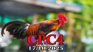 Full Clip Đá Gà CPC4 Hôm Nay 17/10/2025