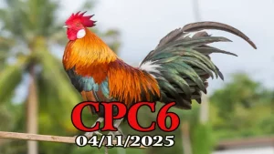 Video phát lại đá gà Thomo C6 hôm nay 04/11/2025