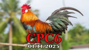 Đá gà Thomo C6 phát lại hôm nay 01/11/2025