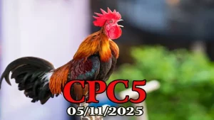 Clip phát lại đá gà trực tiếp CPC5 hôm nay 05/11/2025 full HD