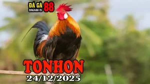Xem Video Trực Tiếp Đá Gà Tonhon 24122025