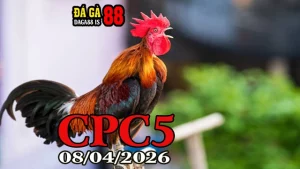 Video phát lại đá gà trực tiếp CPC5 ngày 08042026