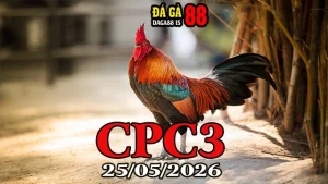 Clip Đá Gà Trực Tiếp CPC3 Ngày 25052026