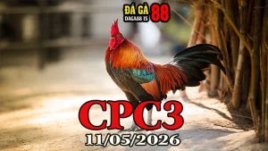 Video đá gà thomo CPC3 ngày 11052026