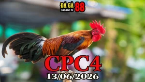 Video Đá Gà Thomo CPC4 Ngày 13/06/2026