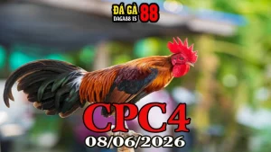 Video đá gà trực tiếp CPC4 hôm nay 08062026