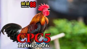 Video đá gà trực tiếp CPC5 ngày 11062026 mới nhất